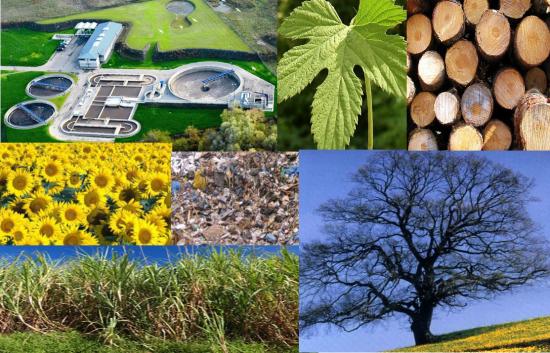Biomasse – en sentral del av det grønne skiftet