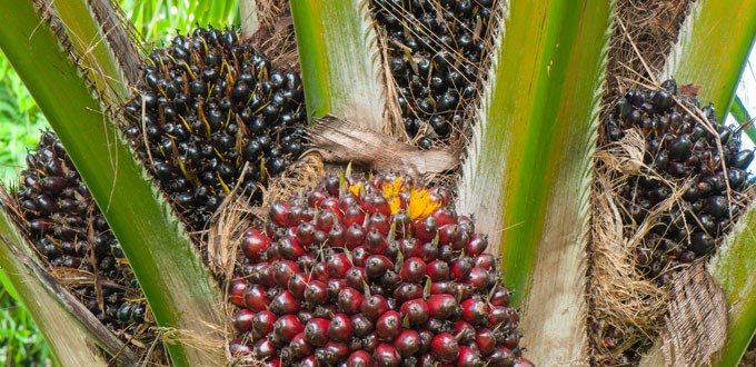 Miljødirektoratet endrer klassifisering for palmeoljeprodukt i biodrivstoff